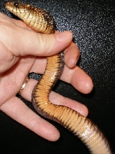 baby erebennus female