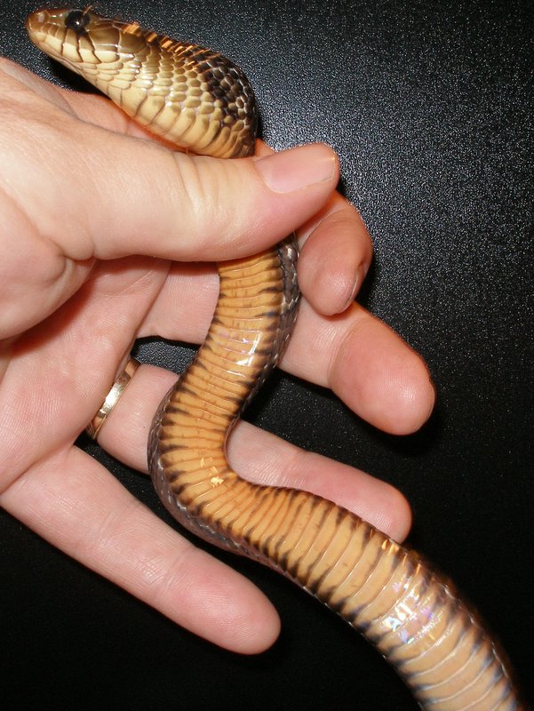 baby erebennus female