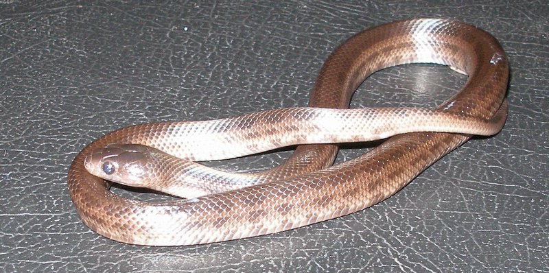 washed out melanistic