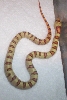 Millspaugh male thayeri