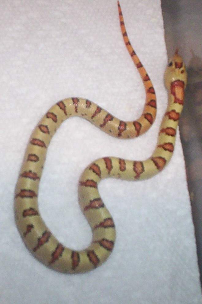 Millspaugh male thayeri