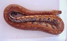 brown blood