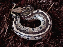 Crowley  Female Borneo