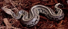 Odd looking Borneo male