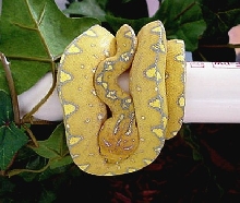 Juvie Sorong Green Tree Python