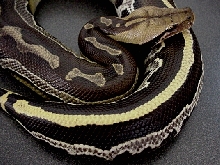Yellow Striped Borneo