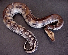 Sarawak Blood Python