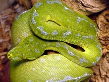 Mainland GTP has the blues