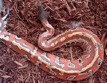 03' Malaysian Blood Python