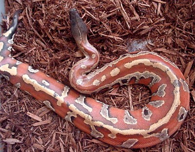 03' Malaysian Blood Python