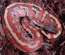 Malaysian Blood Python -  03' male