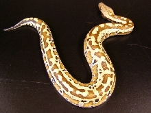 Matrix blood python