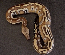 Sumatran Red baby-bred by Norris