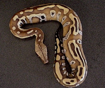Sumatran Red baby-bred by Norris