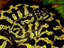 Male Jungle Carpet Python - Odin