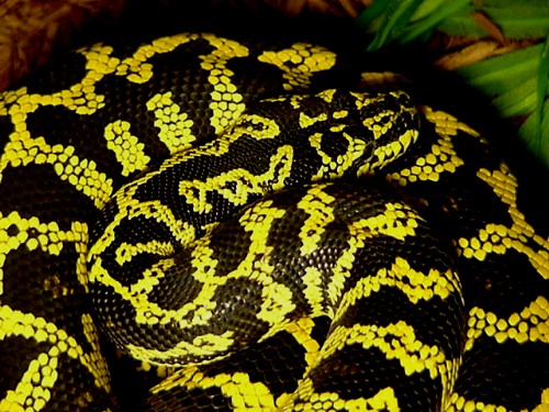 Male Jungle Carpet Python - Odin