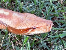 Albino Red Head