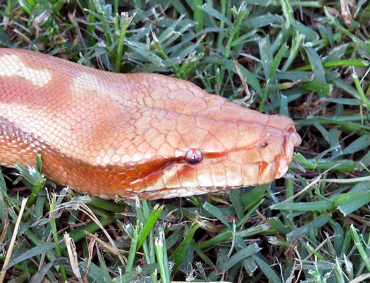 Albino Red Head