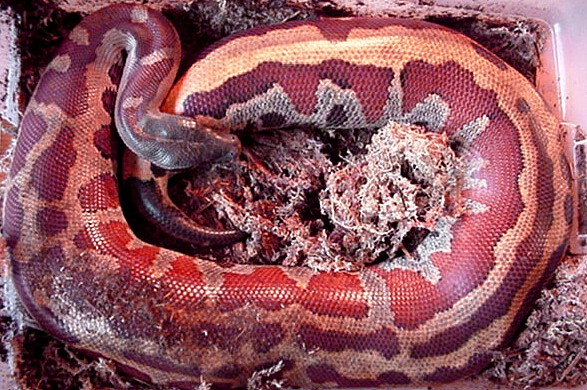 Ruby-gravid (I think)