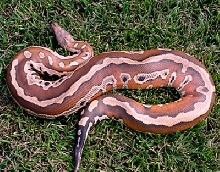 Male Blood Python