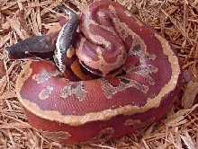 Satan-ill-tempered Banka