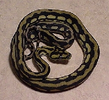 Coastal Carpet