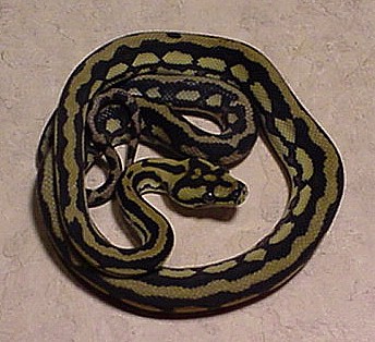 Coastal Carpet