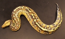 A dark yellow Sumatran baby