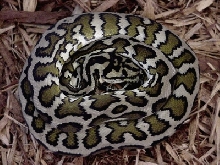 Xena  IJ female