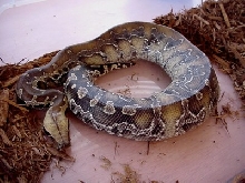 Zeus - Male Sarawak blood python