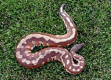 Sh'a  red blood male by Mike Eckert