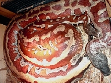 Breeding pair of really red "reds"