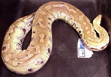 Buttercup-yellow blood python