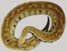 Yellow Blood