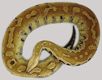 Yellow Blood