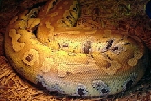 Yellow blood python ovulating