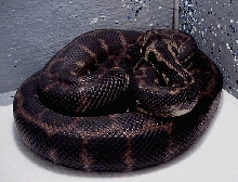 Melanistic  IJ Carpet Python