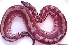 Red blood male