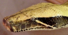 Eye caps on a blood python