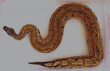 Adult female breeder