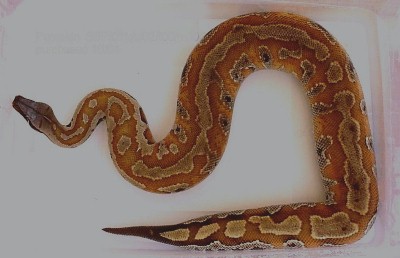 Adult female breeder