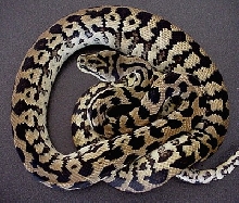 Guess the morph