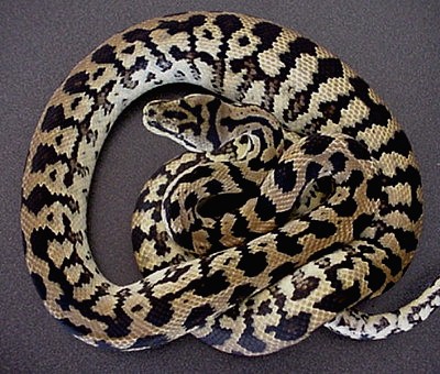Guess the morph