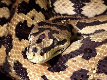 Freak - an unusual carpet python