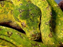 Louise1 - GTP