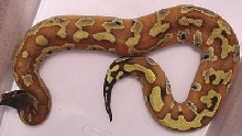 WC Male banka