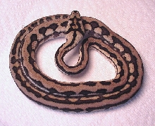 Mino - morelia spilota mcdowelli