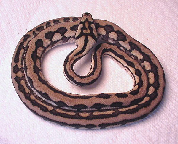 Mino - morelia spilota mcdowelli