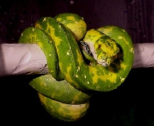 High Yellow Male GTP