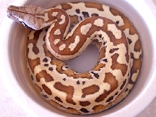 Sumatran baby 2
